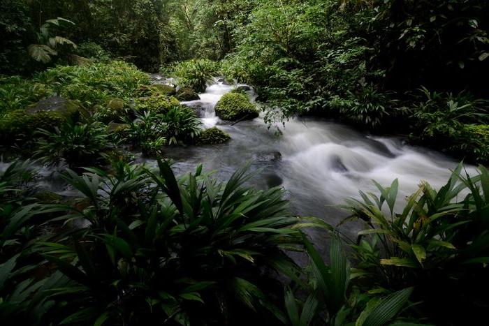 Jungle stream (La Selva Biological Station)